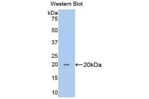 Western blot analysis of the recombinant protein. (PPIB anticorps  (AA 47-216))