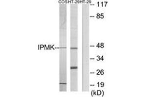 Western blot analysis of extracts from HT-29/COS7 cells, using IPMK Antibody. (IPMK anticorps  (AA 311-360))