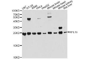 Western blot analysis of extracts of various cell lines, using RPL18 antibody. (RPL18 anticorps  (AA 1-188))