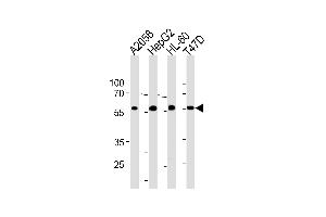GRN Antibody (C-term) (ABIN1881391 and ABIN2843390) western blot analysis in ,HepG2,HL-60,T47D cell line lysates (35 μg/lane). (Granulin anticorps  (C-Term))