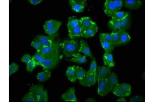 Immunofluorescence staining of HepG2 cells with ABIN7151078 at 1:100, counter-stained with DAPI.