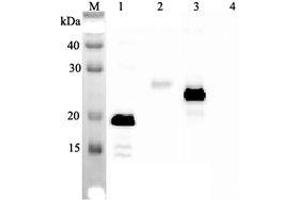 Western blot analysis using anti-IL-33 (human), mAb (IL33026B)  at 1:2'000 dilution. (IL-33 anticorps)