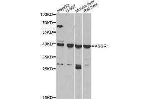 Western blot analysis of extracts of various cell lines, using ASGR1 antibody (ABIN5975060) at 1/1000 dilution. (Asialoglycoprotein Receptor 1 anticorps)