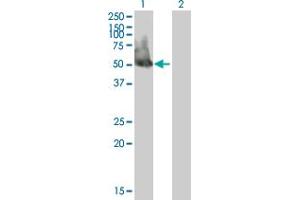 Western Blot analysis of EIF3F expression in transfected 293T cell line by EIF3F MaxPab polyclonal antibody. (EIF3F anticorps  (AA 1-357))