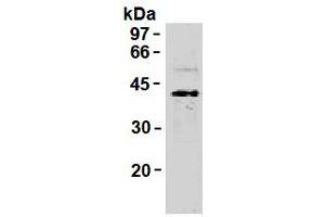 Western Blotting (WB) image for anti-Synaptophysin (SYP) antibody (ABIN1109181) (Synaptophysin anticorps)