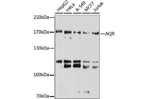 Western blot analysis of extracts of various cell lines, using AQR antibody (ABIN6133411, ABIN6137057, ABIN6137058 and ABIN6221662) at 1:3000 dilution. (AQR anticorps  (AA 400-700))