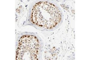 Immunohistochemical staining of human testis with ASB9 polyclonal antibody  shows strong nuclear and moderate cytoplasmic positivity in cells in seminiferus ducts at 1:200-1:500 dilution. (ASB9 anticorps)
