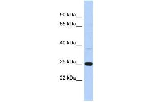 Western Blotting (WB) image for anti-Chromosome 1 Open Reading Frame 74 (C1ORF74) antibody (ABIN2459613) (C1ORF74 anticorps)