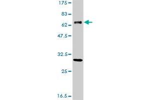 ERCC2 monoclonal antibody (M01), clone S3 Western Blot analysis of ERCC2 expression in A-431 . (ERCC2 anticorps  (AA 1-405))