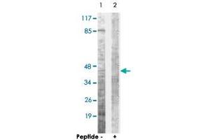 Western blot analysis of extracts from COS-7 cells, using OPRD1 polyclonal antibody . (OPRD1 anticorps  (Ser363))