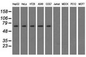 Image no. 2 for anti-Sorting Nexin 9 (SNX9) antibody (ABIN1501050) (SNX9 anticorps)