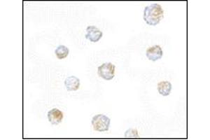 anti-ORAI Calcium Release-Activated Calcium Modulator 3 (ORAI3) (N-Term) antibody