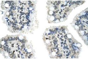 Immunohistochemical staining (Formalin-fixed paraffin-embedded sections) of human intestine with GIPC2 polyclonal antibody  at 4-8 ug/mL working concentration. (GIPC2 anticorps  (N-Term))