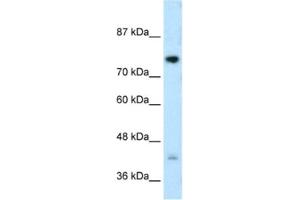 Western Blotting (WB) image for anti-DC-STAMP Domain Containing 1 (DCST1) antibody (ABIN2462694) (DCST1 anticorps)