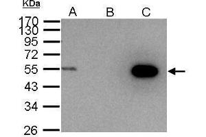 IP Image Cyclin A2 antibody immunoprecipitates cyclin A2 protein in IP experiments.