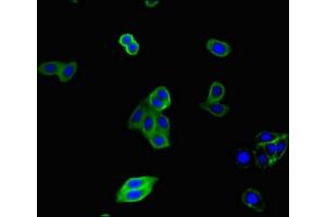 Immunofluorescent analysis of HepG2 cells using ABIN7148772 at dilution of 1:100 and Alexa Fluor 488-congugated AffiniPure Goat Anti-Rabbit IgG(H+L)