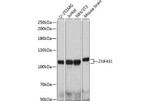 Western blot analysis of extracts of various cell lines, using ZNF451 antibody (ABIN7271489) at 1:1000 dilution. (ZNF451 anticorps  (AA 600-900))