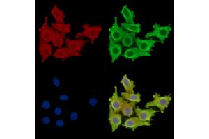 anti-Chromosome 3 Open Reading Frame 58 (C3ORF58) antibody
