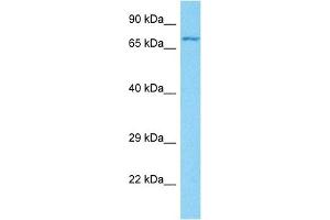 Host:  Rabbit  Target Name:  GP1BA  Sample Tissue:  Human 786-0 Whole Cell  Antibody Dilution:  1ug/ml (CD42b anticorps  (C-Term))