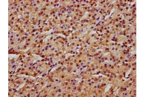 IHC image of ABIN7151301 diluted at 1:600 and staining in paraffin-embedded human adrenal gland tissue performed on a Leica BondTM system. (Zinc Finger Protein 650 (ZNF650) (AA 960-1113) anticorps)