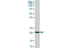 CLTB MaxPab polyclonal antibody.