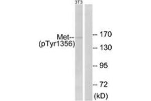 Western blot analysis of extracts from NIH-3T3 cells, using Met (Phospho-Tyr1356) Antibody. (c-MET anticorps  (pTyr1356))