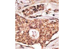 Image no. 2 for anti-Inducible T-Cell Co-Stimulator (ICOS) (C-Term) antibody (ABIN358624) (ICOS anticorps  (C-Term))