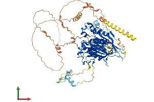 AlphaFold protein structure predicition of Human Recombinant ANGEL1 Protein, UniprotID Q9UNK9