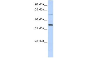 Western Blotting (WB) image for anti-Ankyrin Repeat Domain 9 (ANKRD9) antibody (ABIN2459592) (ANKRD9 anticorps)