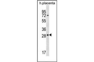 Western blot analysis of  EAN57 / C22orf33 Antibody (N-term)  in human placenta tissue lysates (35ug/lane).
