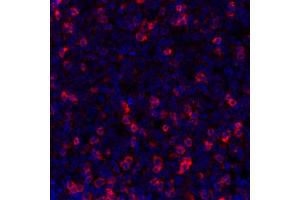 Immunofluorescence (IF) image for anti-T Cell Immunoreceptor with Ig and ITIM Domains (TIGIT) (AA 194-244) antibody (ABIN7449559)