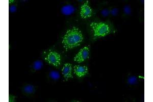 Anti-NIT1 mouse monoclonal antibody (ABIN2453350) immunofluorescent staining of COS7 cells transiently transfected by pCMV6-ENTRY NIT1 (RC211519). (Nitrilase 1 anticorps)