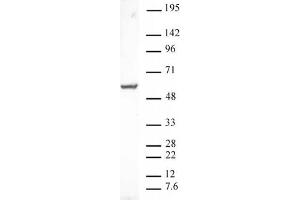PXR pAb tested by Western blot.