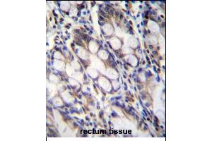 FNDC7 Antibody (C-term) (ABIN656212 and ABIN2845530) immunohistochemistry analysis in formalin fixed and paraffin embedded human rectum tissue followed by peroxidase conjugation of the secondary antibody and DAB staining. (FNDC7 anticorps  (C-Term))