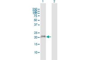 Western Blot analysis of APOBEC3C expression in transfected 293T cell line by APOBEC3C MaxPab polyclonal antibody. (APOBEC3C anticorps  (AA 1-190))