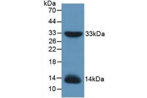 Western blot analysis of recombinant Mouse IRS1. (IRS1 anticorps  (AA 837-1089))
