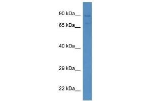 Western Blot showing Sema3f antibody used at a concentration of 1. (SEMA3F anticorps  (N-Term))