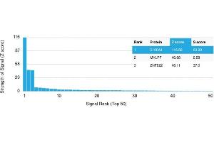 Analysis of Protein Array containing more than 19,000 full-length human proteins using S100A4 Mouse Monoclonal Antibody (CPTC-S100A4-3). (s100a4 anticorps)