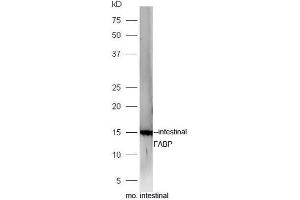 Mouse intestinal lysates probed with Rabbit Anti-FABP2 Polyclonal Antibody, Unconjugated  at 1:5000 for 90 min at 37˚C. (FABP2 anticorps  (AA 45-132))