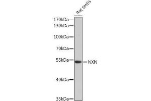 Western blot analysis of extracts of Rat testis, using NXN Rabbit pAb (ABIN7269054) at 1:3000 dilution. (NXN anticorps  (AA 100-280))