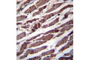 Formalin fixed, paraffin embedded human skeletal muscle stained with PUS1 Antibody (C-term) followed by peroxidase conjugation of the secondary antibody and DAB staining (PUS1 anticorps  (C-Term))