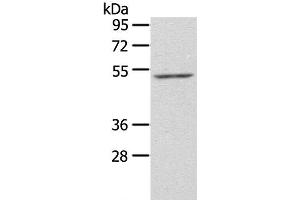Western Blot analysis of NIH/3T3 cell using ZFP36L2 Polyclonal Antibody at dilution of 1:550 (ZFP36L2 anticorps)