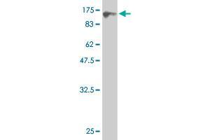 Western Blot detection against Immunogen (96.