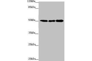 Western blot All lanes: EEF1A2 antibody at 2. (EEF1A2 anticorps  (AA 184-463))