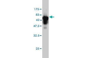 Western Blot detection against Immunogen (72.