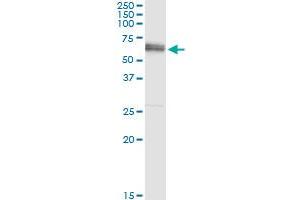Immunoprecipitation of ALPPL2 transfected lysate using anti-ALPPL2 MaxPab rabbit polyclonal antibody and Protein A Magnetic Bead , and immunoblotted with ALPPL2 purified MaxPab mouse polyclonal antibody (B01P) .