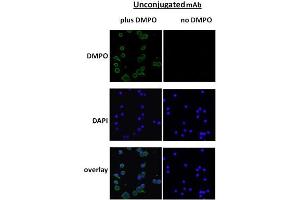 DMPO Immunofluorescence. (DMPO anticorps)
