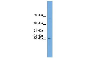 WB Suggested Anti-ATP6V0C Antibody Titration:  0.