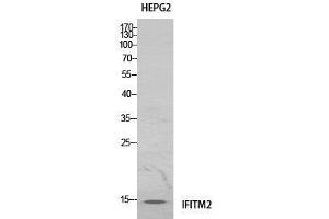 Western Blot (WB) analysis of HeLa cells using IFITM2 Polyclonal Antibody. (IFITM2 anticorps  (Internal Region))