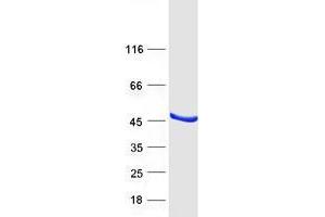 Validation with Western Blot